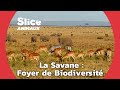L’Équilibre Complexe de la Savane Africaine | SLICE ANIMAUX