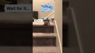 Лестницы для собак - по настоящему страшная вещь🐶😂 #собака #funpay #cliphub #смешноймомент #смех