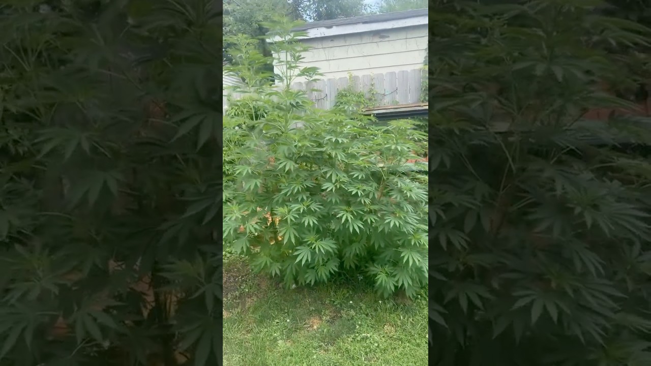 ROYAL QUEEN SEEDS feminized grow, HULKBERRY FTW💪💪 