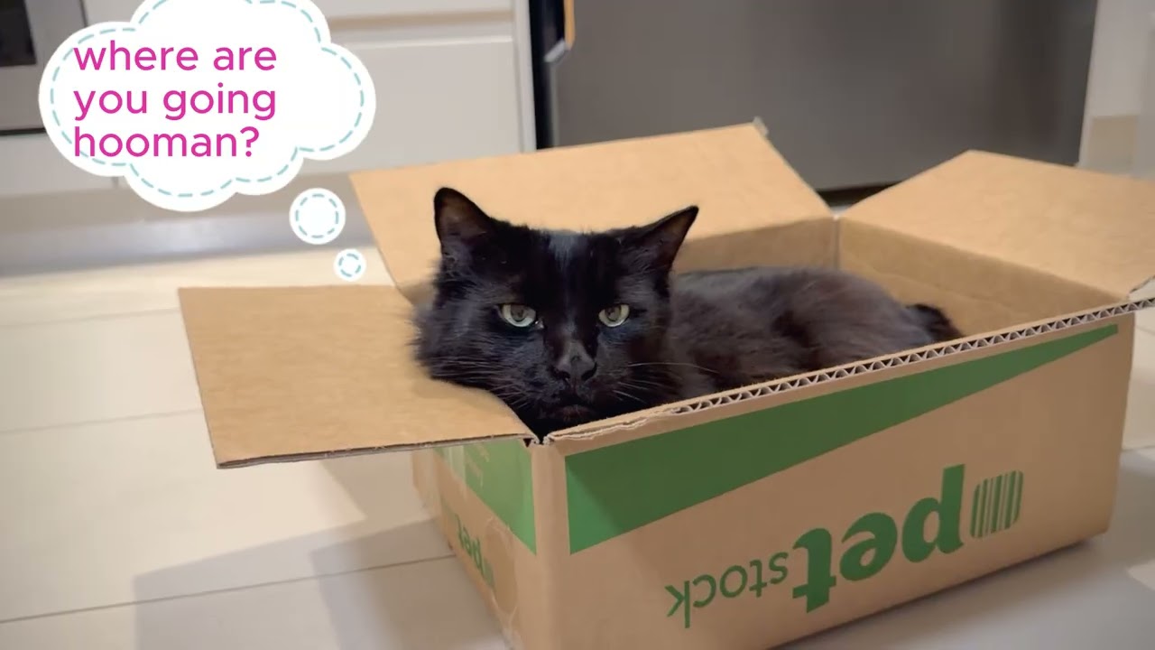 Just Me & My Perfect Box | ぼくと小さな箱📦🖤 #cat #catvideos
