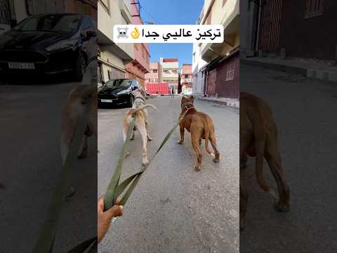 كلاب البيتبول قوية وشديدة التركيز  