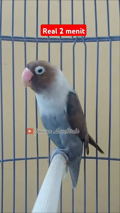Lovebird ngekek panjang real 2 menit #lovebirds #lovebirdngekekpanjang #lovebird #birds