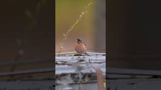 Не могу развидеть шлем на его голове 🪖🤣 Зяблик #birds #nature #animals #природа #птицы #животные