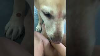 lovedogs cutedogsreelsviralfb reels reelsf fb reels petmylovelydog doglovers short
