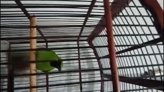 cucak ijo asli merubetiri.