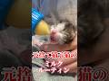 生まれたばかりの子猫のミルクタイム #shorts #子猫 #保護猫 #捨て猫 #cat #catlover #kitten