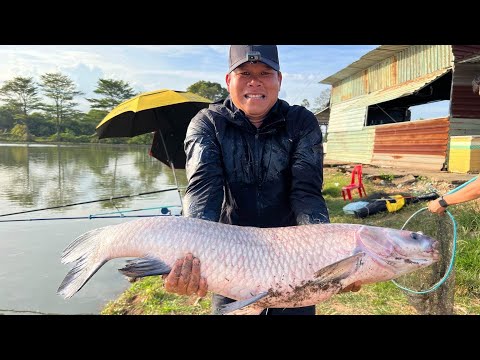 Mồi Câu Cá Trắm Đen | Trở Lại Hồ Câu Cá Săn Hàng Thành Ngân Lụm Xôi