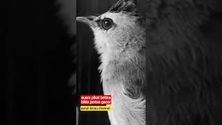 Download Lagu suara pikat trucuk betina bikin trucukan jantan gacor ropel #short #shorts #shortsvideo MP3