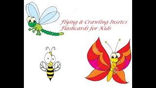 Flying & Crawling Insects Flashcards for Babies, Kindergarten and Toddlers