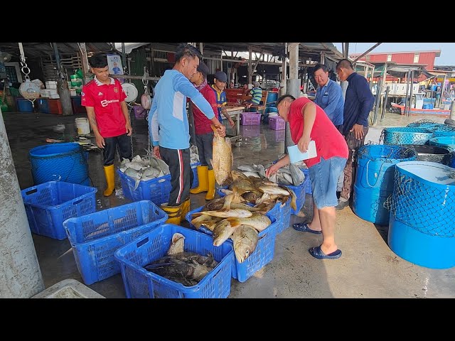 28/03/2024 Jual | Beli IKAN at Jeti Nelayan Sungai Udang Penang class=