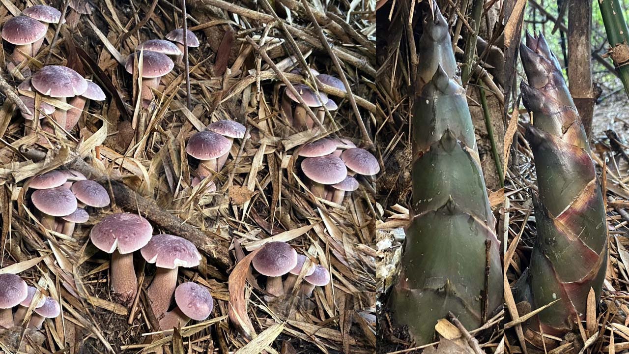 โชคหมานอิหลีมื้อนี้!! มุดกอไผ่หาหน่อไม้ป่า ไปพ้อเห็ดผึ้งออกเป็นแพรเลยครับผม 18/5/2566