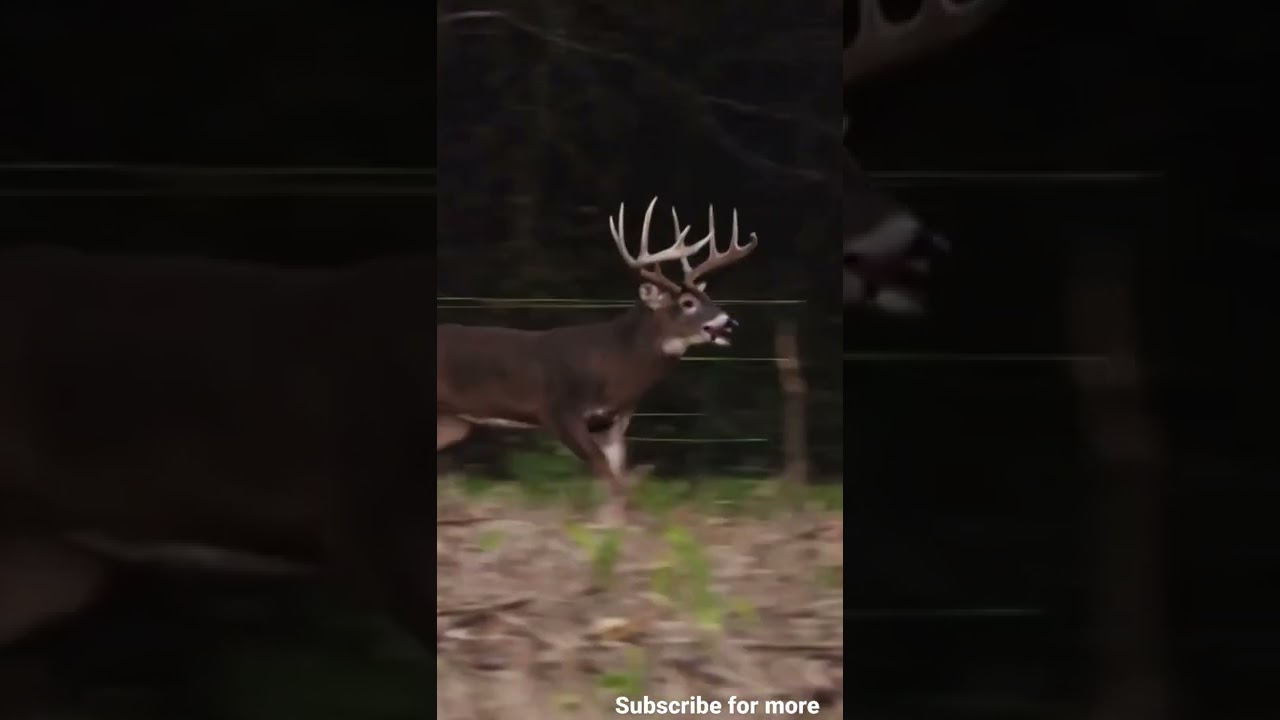 white tailed deer |Virginia deer 