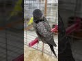 بادجي بلاك وينج بلاك فيس بطل البادجي العالمي بهاء عنبر 