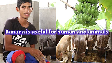 Can pigs eat a banana peel?