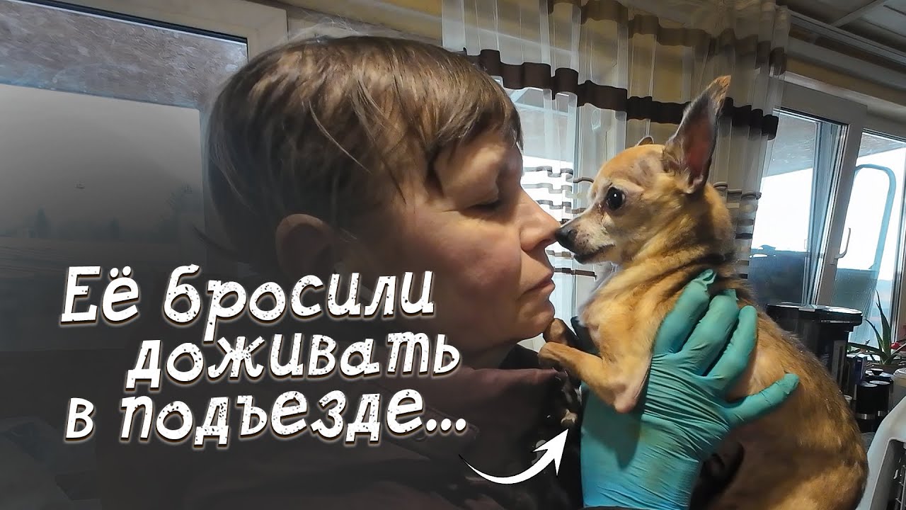 Маленькую собачку бросили в подъезде... Мы забираем её к себе!