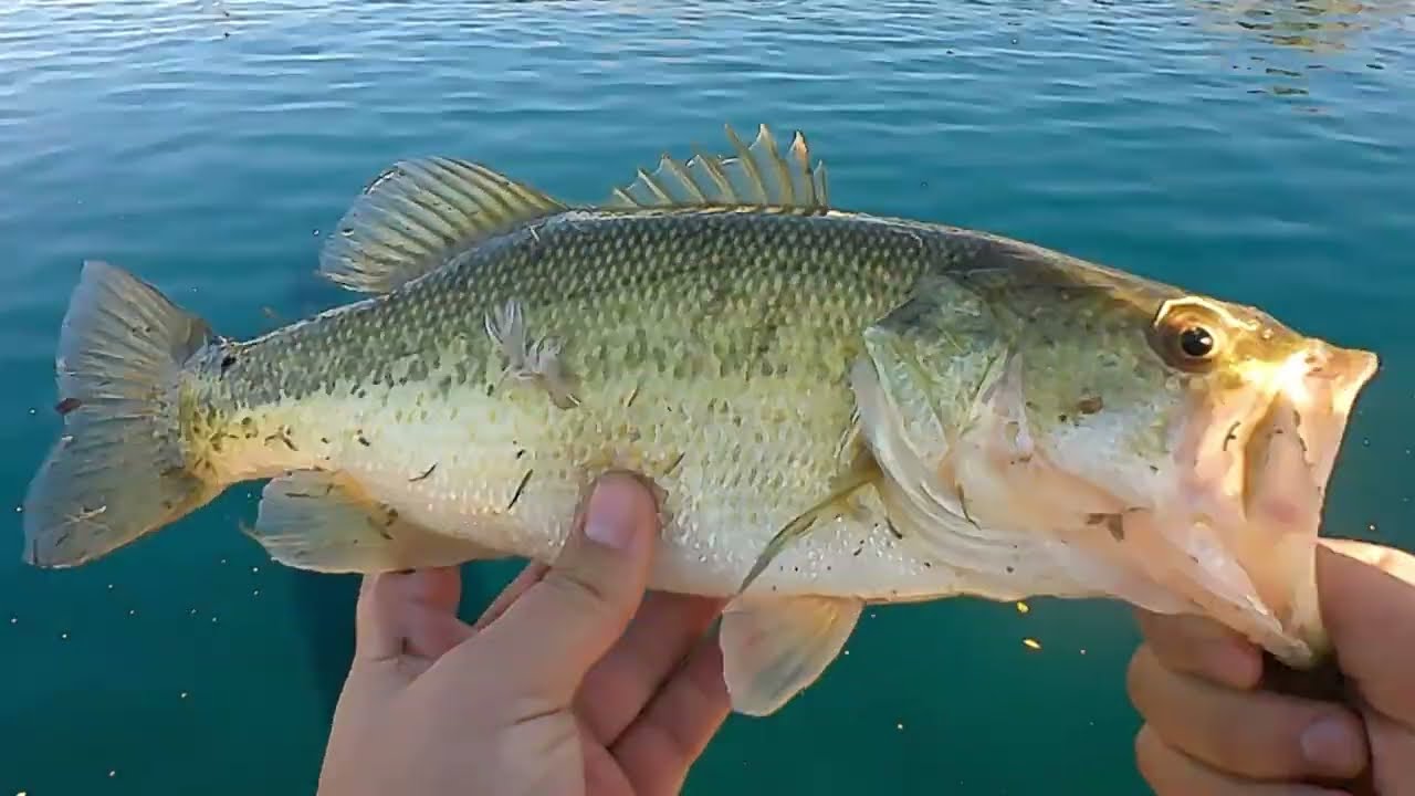 winter time fishing for big bass in az