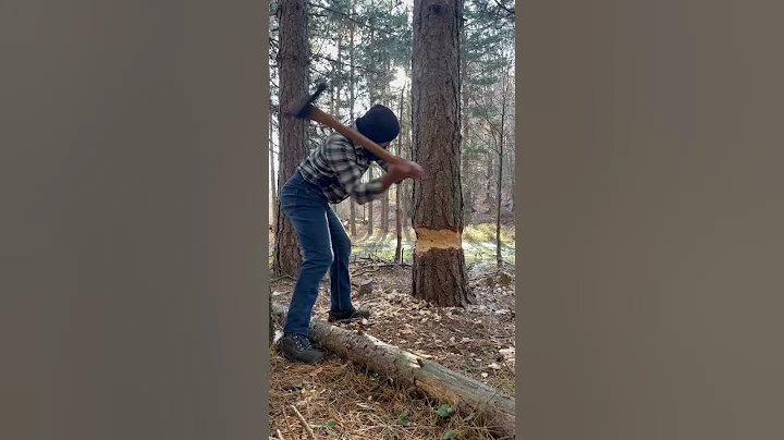 #husqvarna #logging #lumberjack #asmr #bushcraft #forest #forestry #satisfying #wood #tree #axe