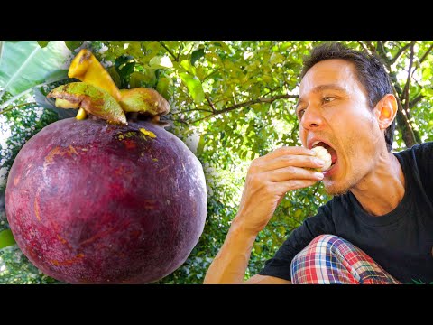 How To Eat MANGOSTEEN!! Harvesting + Cooking Mangosteen Curry! | Fruit Paradise in Thailand!
