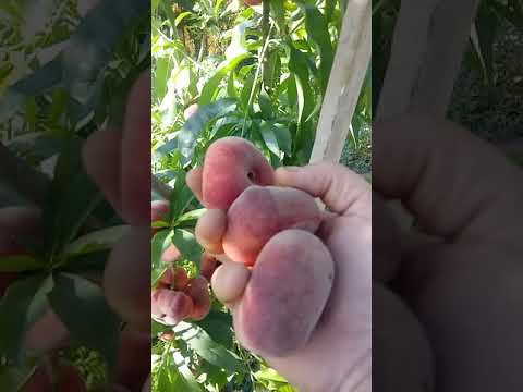 فيديو: Panamint Nectarine Tree Care - تعرف على زراعة نكتارين بنامينت