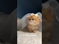 cute lovely kittens 💝😍 #kittens #cat #catvideos #kittenlove #cutebaby #relatablestories #mykitty