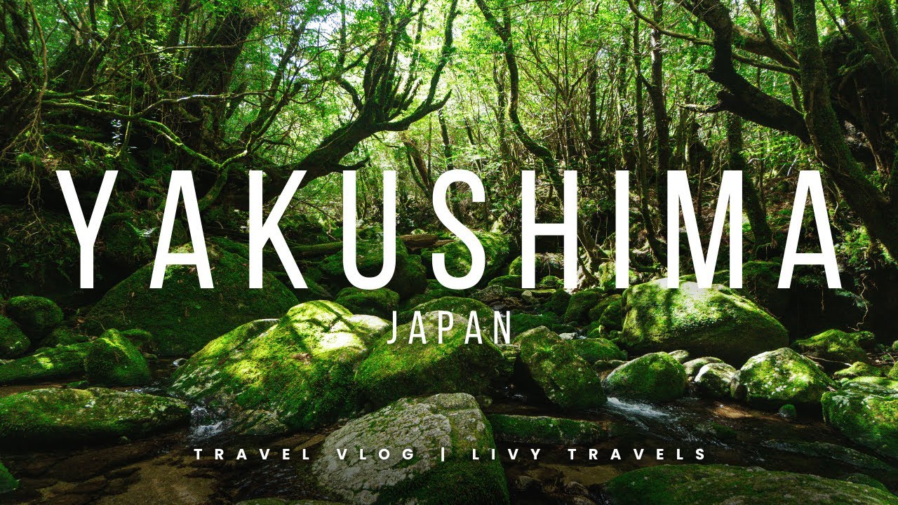 Moss Covered Forests on Yakushima 🍃