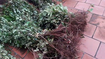 CÂY SIM GIỐNG VÀ BÁO GIÁ rẻ nhất tại Bắc Giang số mới 094.292.6116