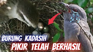 Momen Kesialan Burung Kadisih Salah Menitipkan Telurnya | Cuckoo Bird