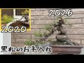【黒松】種から約15年。頭を飛ばして作り直す。針金、剪定、整枝。冬のお手入れ【盆栽】