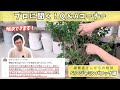 【観葉植物のプロが教える】葉っぱが落ちたベンジャミン、復活させる剪定のコツ！