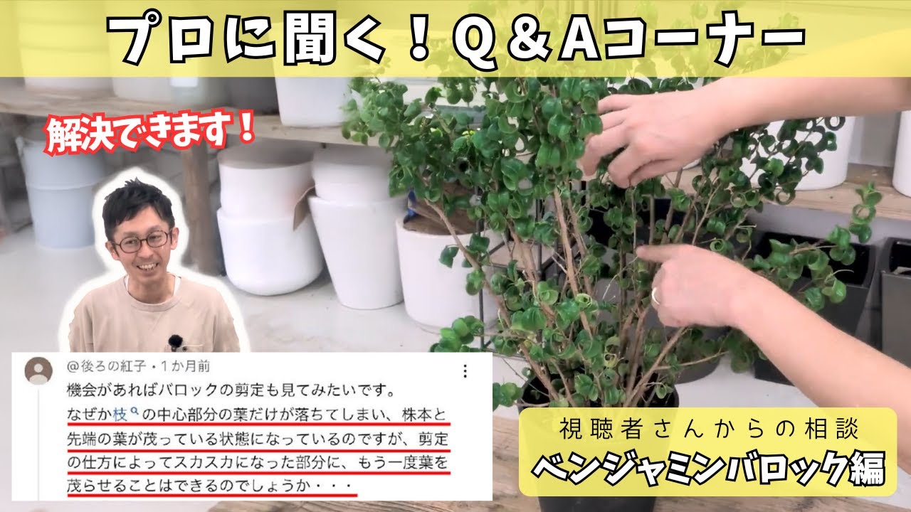 【観葉植物のプロが教える】葉っぱが落ちたベンジャミン、復活させる剪定のコツ！