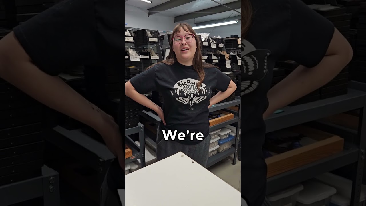 We're Entomologists 2