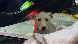 We Left The Car Door Open For The Stray Dog, And...