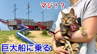 公園にある巨大な船のアスレチックに乗って遊びまくる猫