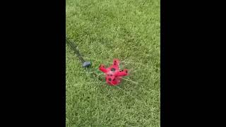 Grandmaster sprinkler on a Grow a garden #growagarden #roblox #shorts