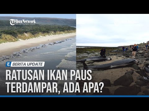 Video: Paus terdampar secara besar-besaran. Mengapa paus datang ke darat?