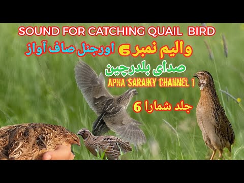 Quail Sound Effect Batair Ki Awaz Common Quail Sound صدای بلدرچین صوت السمان Quail 