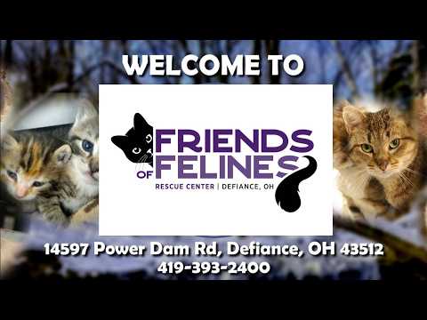 Friends of Felines Rescue Center (FFRC)