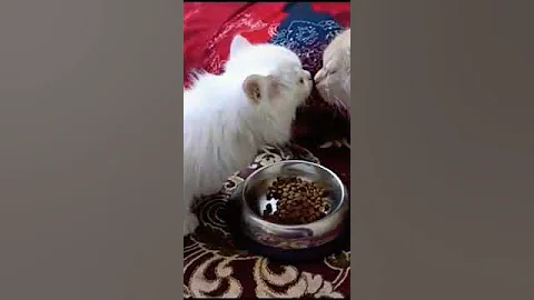 Video 11899141: persian cats catlover, persian cat lover funny, persian cat baby funny