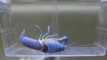 CẬN CẢNH QUÁ TRÌNH TÔM LỘT VỎ