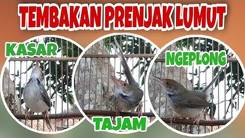 3 Variasi Tembakan Prenjak Lumut PALING BANYAK DICARI Buat Masteran