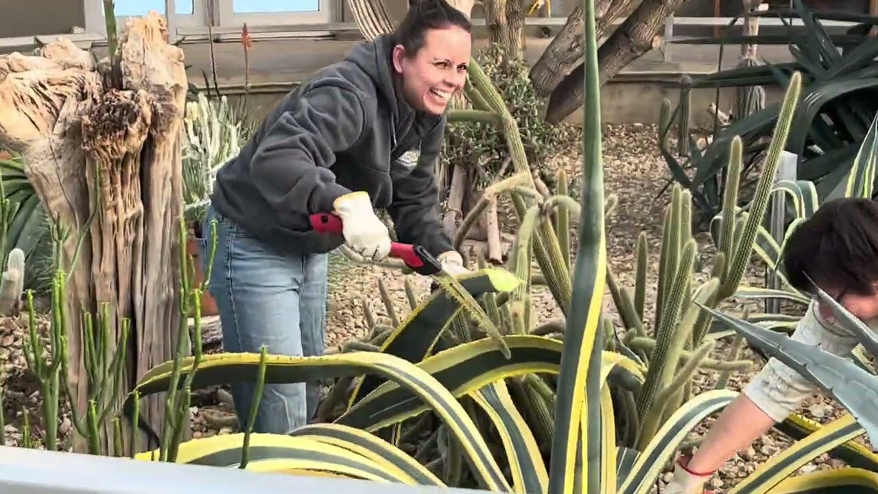 Agave Projects in the Desert Dome