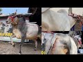 My first vlog of ayham cattle farm  kolkata cow 2024