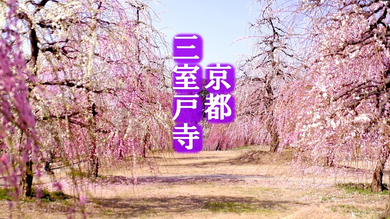 【京都】3月1日満開🌸圧巻のしだれ梅250本が満開の三室戸寺梅園が美しすぎる【京都 宇治】