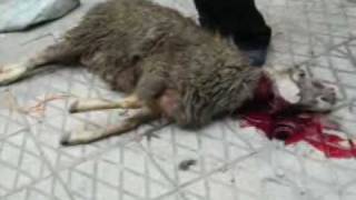 Slaughtering The Miserable Sheep Slaughtering The Miserable Sheep