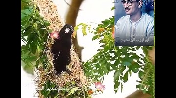 ولو شئنا لأتينا كل نفس هداها ولكن حق القول مني سورة السجدة الآية { ١٣ } الشيخ محمد صديق المنشاوي