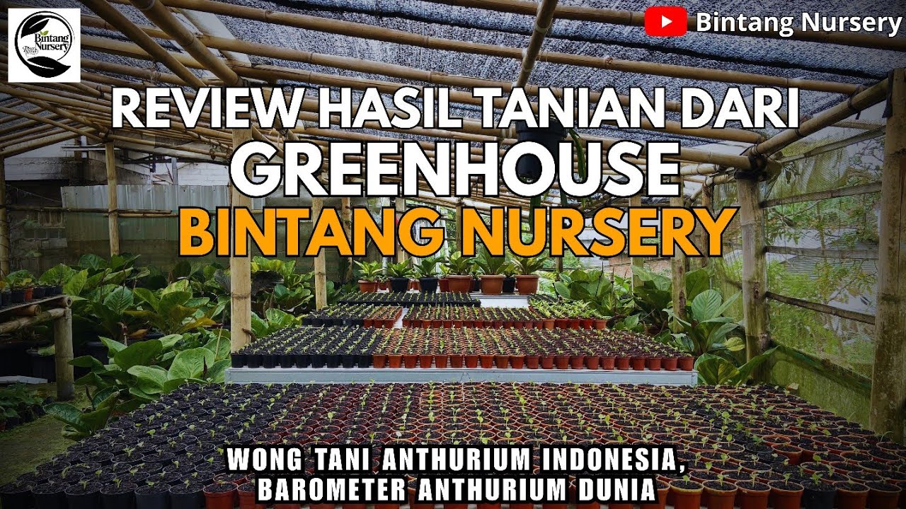 REVIEW‼️HASIL TANIAN ANTHURIUM JEMANI BINTANG NURSERY⁉️🤔