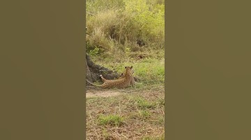 Leopard Cub Tried to Climb a Tree With a Impala Lamb but Lost Her Grip and Fell Out