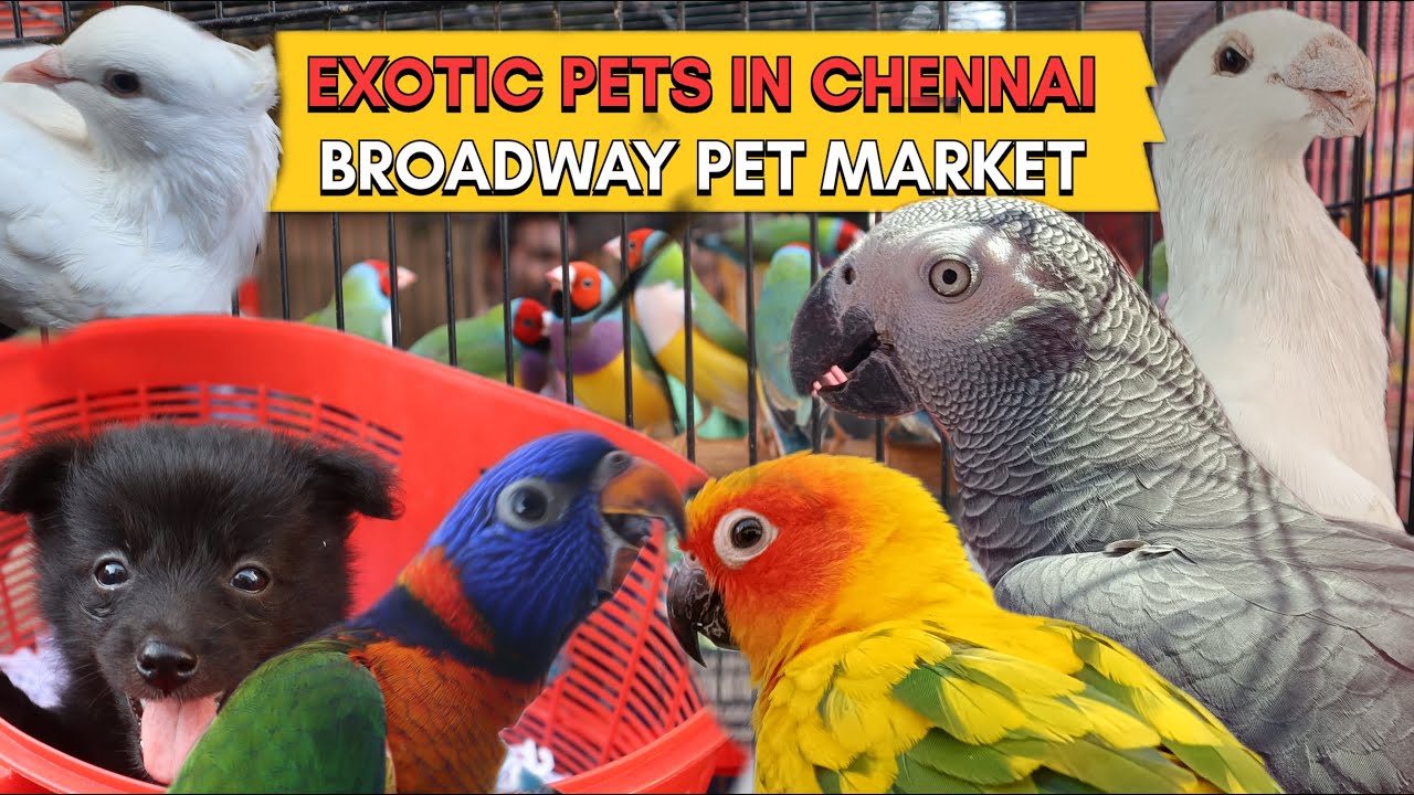 Exotic Pets Market Chennai Chennai Cheapest Pet Market Broadway