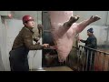 Pig slaughter  this method of killing pigs still saves effort and worry