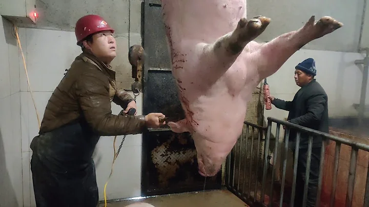 Pig Slaughter - This method of killing pigs still ...